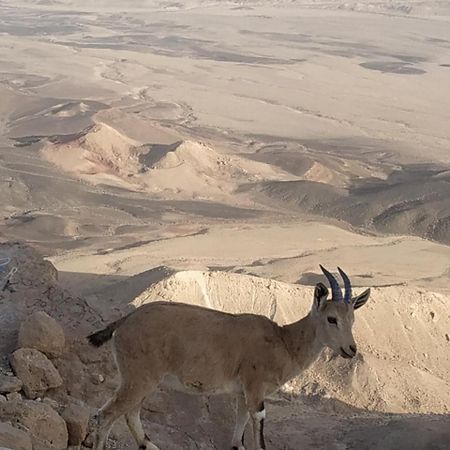 Desert Peace Micpe Ramon Kültér fotó