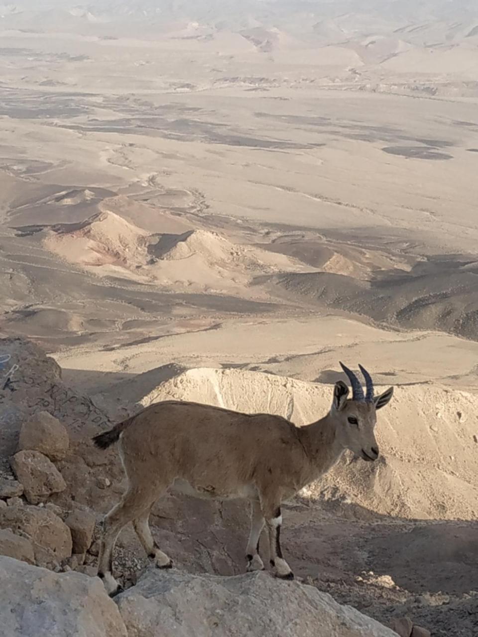 Desert Peace Micpe Ramon Kültér fotó